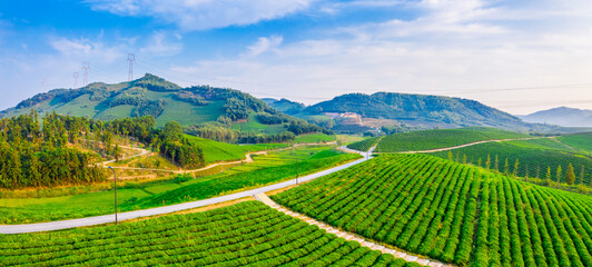 Aerial view of green tea plantation.