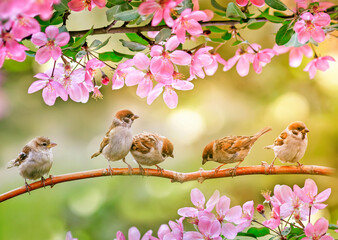 little funny chicks sparrows sit in spring sunshine on the branches of an apple tree with pink...