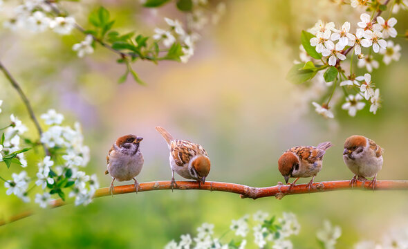 Birds And Baby Sparrows They Sit In Spring Sunny Bloom On The Branches Of Cherry Trees With White Flowers