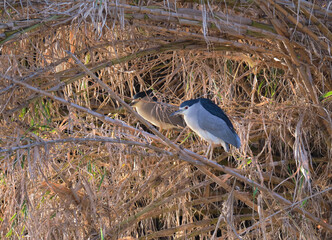 Martinete Comun (Nycticorax nycticorax) posado sobre cañaveral