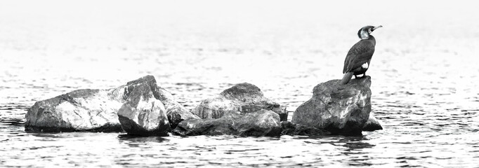 Cormoran sobre rocas que sobresalen del mar en blanco y negro. Imagen panorámica de un gran...