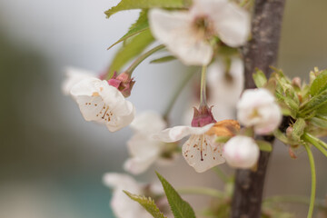 Cherry blossom with white flowers in spring time - obrazy, fototapety, plakaty