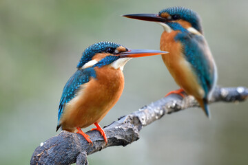 pair of Common kingfisher, beautiful little blue bird with sharp breaks and turqouise color together perching on branch in lovely moment