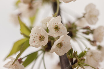 Naklejka na ściany i meble Cherry blossom with white flowers in spring time