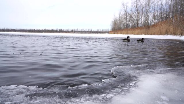 Ganada Goose Swiming on a frozen lake