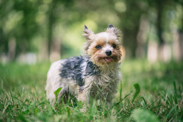 Young handsome morkie in summer park, close-up.