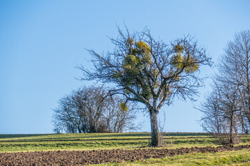 Obraz premium Baum mit vielen Misteln im Winter