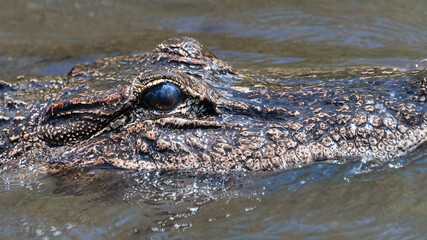 Real wild crocodile in the Everglades National Park in Florida, USA