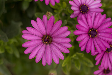 Obraz premium Margaritas moradas en un jardín en primavera