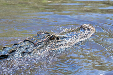 Real crocodile in the Everglades swamp, Florida, USA