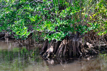 Mangrove vegetation in the Everglades, Florida, USA