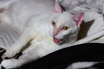 Fototapeta na wymiar white cat on the bed