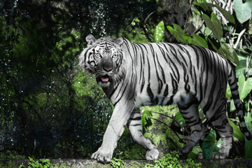 Fototapeta premium White tiger is looking for food in the forest.