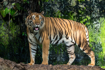 Fototapeta na wymiar The tiger is looking for food in the forest.