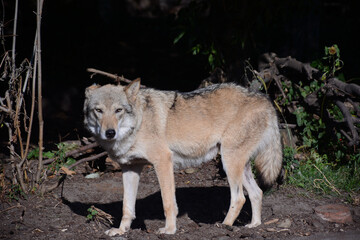 MOSCOW, RUSSIA - September 14, 2020: A grey wolf in Moscow Zoo