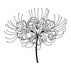 Licoris radiant, spider lily. Death flower, Higabana. Hand drawing, outline. Isolate on a white background. 