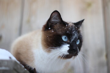 Thai Siamese Cat with Blue Eyes and Fluffy Fur with Snowflakes in Winter Snow Outdoor