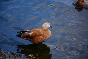 MOSCOW, RUSSIA - September 14, 2020: Birds in Moscow Zoo