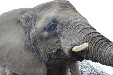 Fototapeta premium Elefant