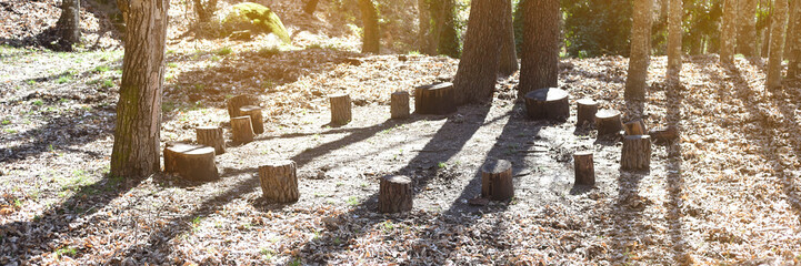 Wooden seating circle in the forest for meetings or workshops