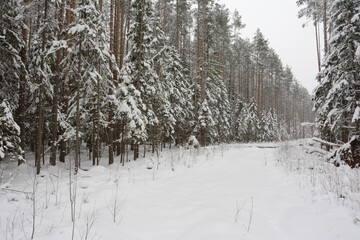 Winter coniferous forest covered with snow