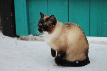 Thai Siamese Cat with Blue Eyes and Fluffy Fur with Snowflakes Walking in Winter Snow Outdoor
