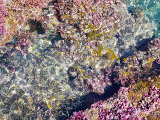 Coral reef in the sea. Stones with seaweed under transparent waters. Pink corals in shallow waters background.  