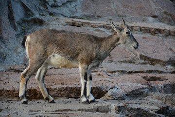 MOSCOW, RUSSIA - September 14, 2020: Mountain goats in Moscow Zoo