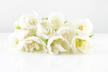 Obraz na płótnie Canvas Weiße Tulpen, gefüllt