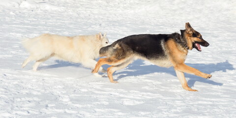 Multibred dog and german shepherd dog are running on white snow in the winter park. Pet animals.
