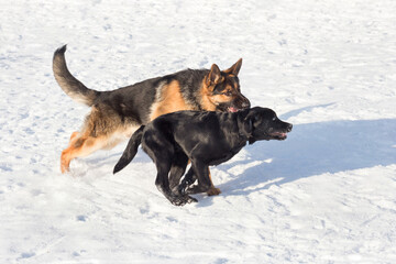 Labrador retriever puppy and german shepherd dog are running on white snow in the winter park. Pet animals.
