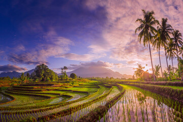 Landscape view beauty morning indonesia, the beauty of the foggy morning panorama with sunrise and rice fields