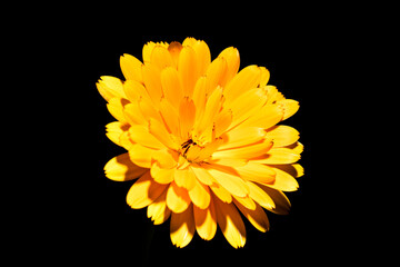 Calendula officinalis