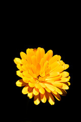Calendula officinalis