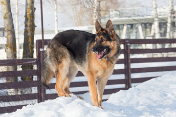 Cute german shepherd dog is standing on white snow in the winter park. Pet animals.