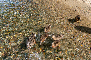 Ducks enjoying a day at the lake with clear water