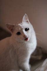 White Cat with Squinty Eyes Looking at Camera and showing pink tongue 