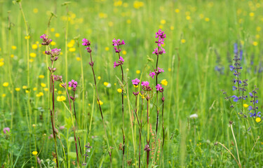 Background, blur grassy flowers. Vintage background little flowers, nature beautiful, toning design spring nature, plants. Flower field.