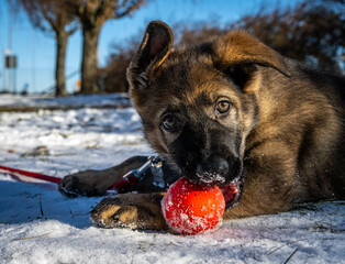 An eleven weeks old German Shepherd puppy plays with a red ball. Snow in the background