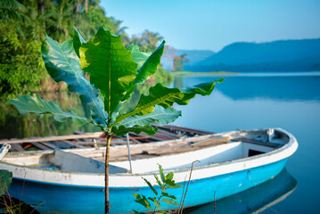 Fototapeta na wymiar Ravishingly beautiful lake side with blue sky, old boat, and canoe. Coconut tree with men on canoe