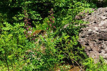 Fototapeta premium Blossomed Dictamnus caucasicus in natural habitat, Armenia