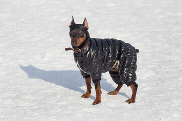 Cute miniature pinscher puppy in black pet clothing is looking at the camera. Pet animals.