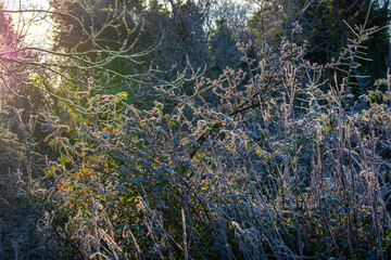 Sunrise Sunlight Through Thorny Branches