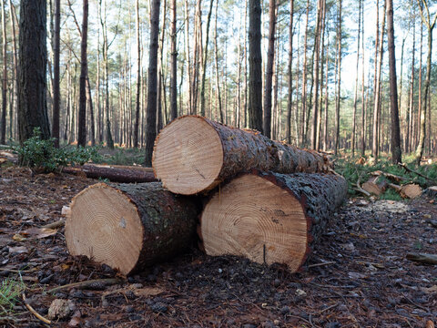 Timber harvesting: Felling the trees for timber has many uses: it can produce wood for construction, fencing and landscaping materials, create animal bedding, or for the production of biomass to gener