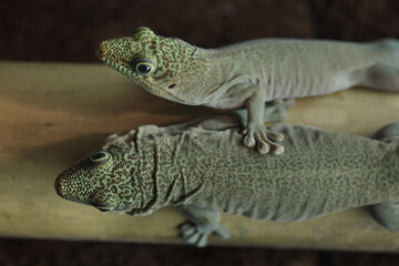 Standing's day gecko (Phelsuma standingi)