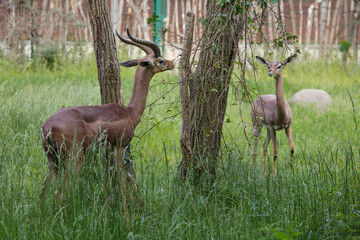 Southern gerenuk (Litocranius walleri walleri)