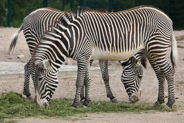 Fototapeta na wymiar Grevy's zebra (Equus grevyi)