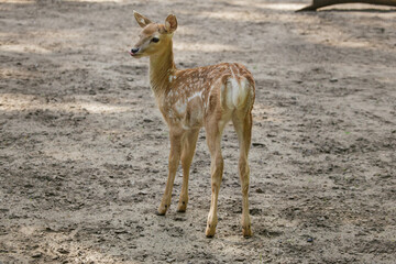 Persian fallow deer (Dama dama mesopotamica)