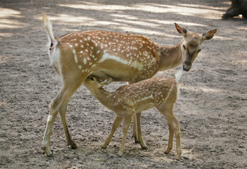 Persian fallow deer (Dama dama mesopotamica) © Vladimir Wrangel