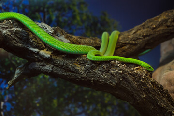 Western green mamba (Dendroaspis viridis)